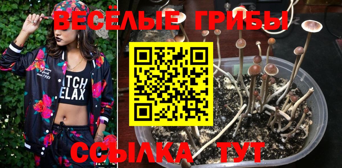 Валуйки  Псилоцибиновые грибы Psilocybe  Псилоцибиновые грибы Psilocybe  Вход с VPN 